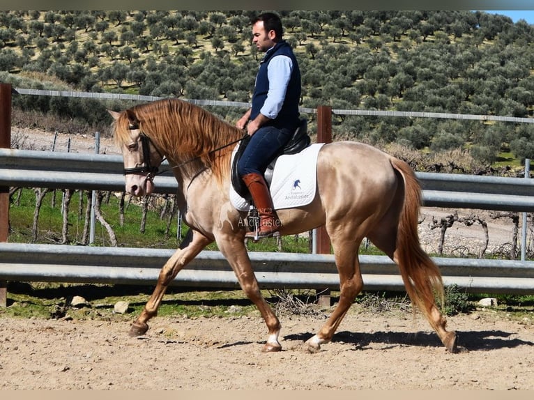 HIDALGO DE FUERZA PRE Hengst Pearl in Provinz Cordoba