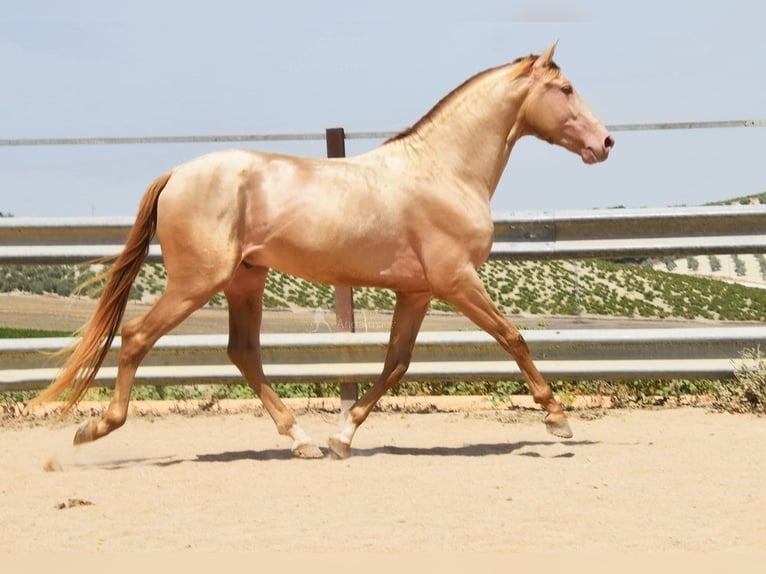 HIDALGO DE FUERZA PRE Hengst Pearl in Provinz Cordoba