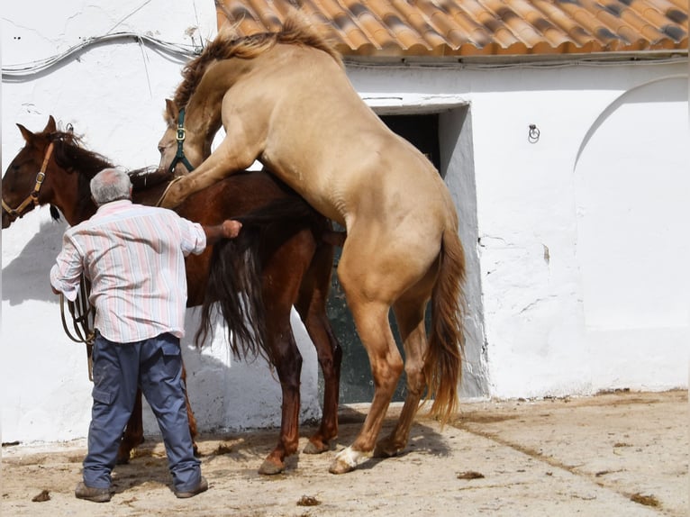 HIDALGO DE FUERZA PRE Hengst Pearl in Provinz Cordoba