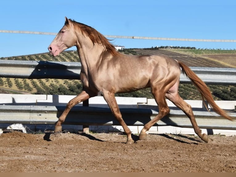HIDALGO DE FUERZA PRE Hengst Pearl in Provinz Cordoba
