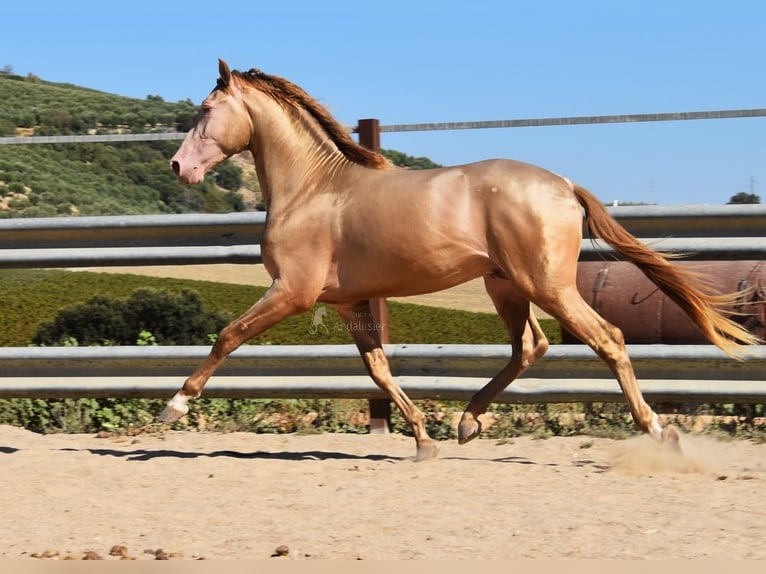 HIDALGO DE FUERZA PRE Hingst Pärla in Provinz Cordoba