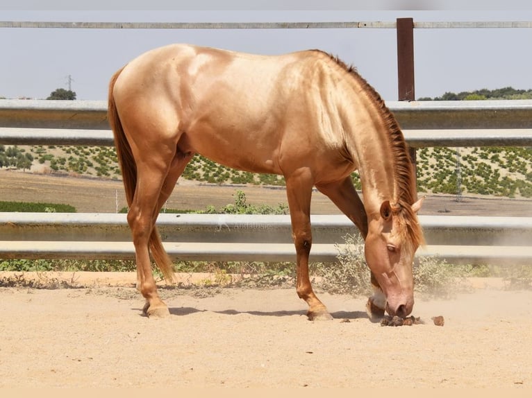 HIDALGO DE FUERZA PRE Stallion Pearl in Provinz Cordoba