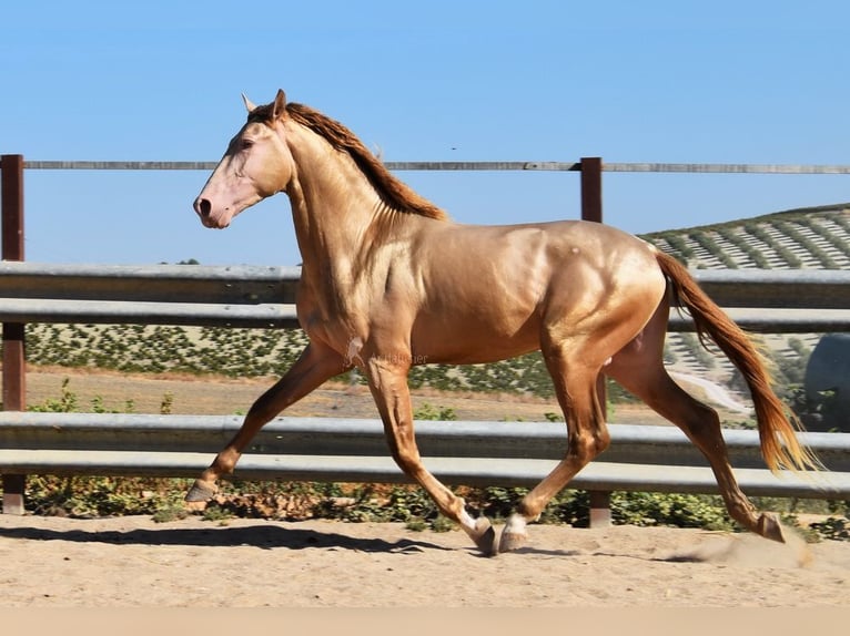 HIDALGO DE FUERZA PRE Stallion Pearl in Provinz Cordoba