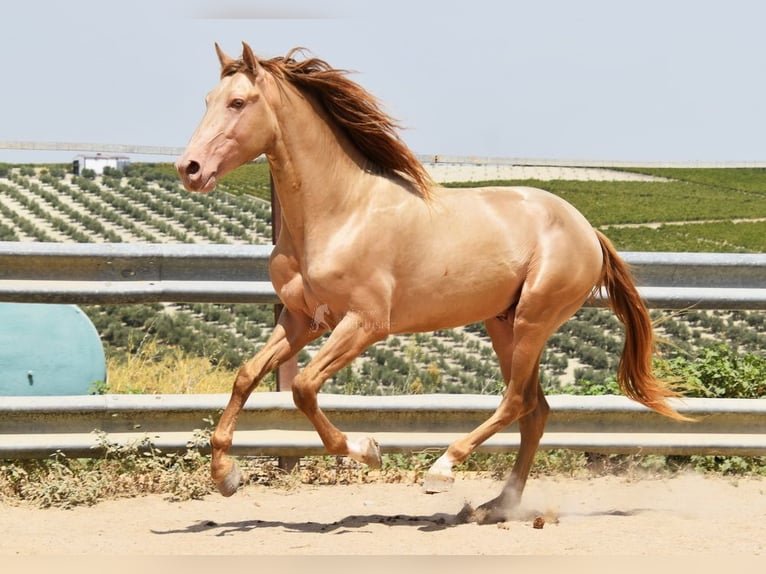 HIDALGO DE FUERZA PRE Stallion Pearl in Provinz Cordoba