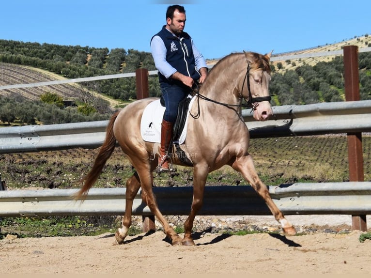 HIDALGO DE FUERZA PRE Stallion Pearl in Provinz Cordoba