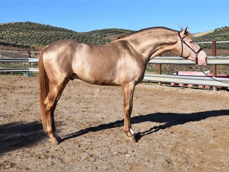 HIDALGO DE FUERZA PRE Stallone Pearl in Provinz Cordoba