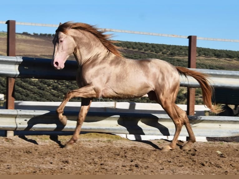 HIDALGO DE FUERZA PRE Stallone Pearl in Provinz Cordoba