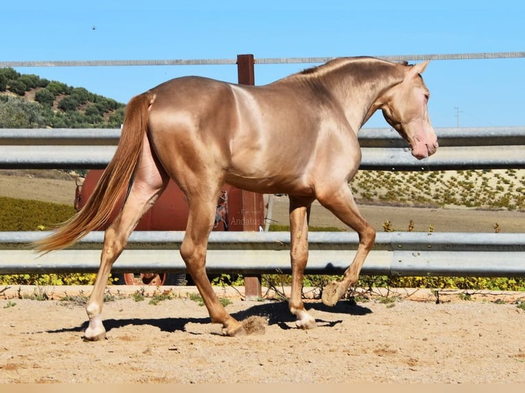 HIDALGO DE FUERZA PRE Stallone Pearl in Provinz Cordoba