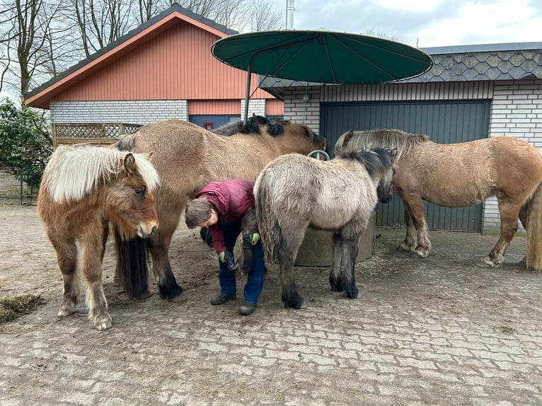 Highland Giumenta 1 Anno Grullo in Neumünster