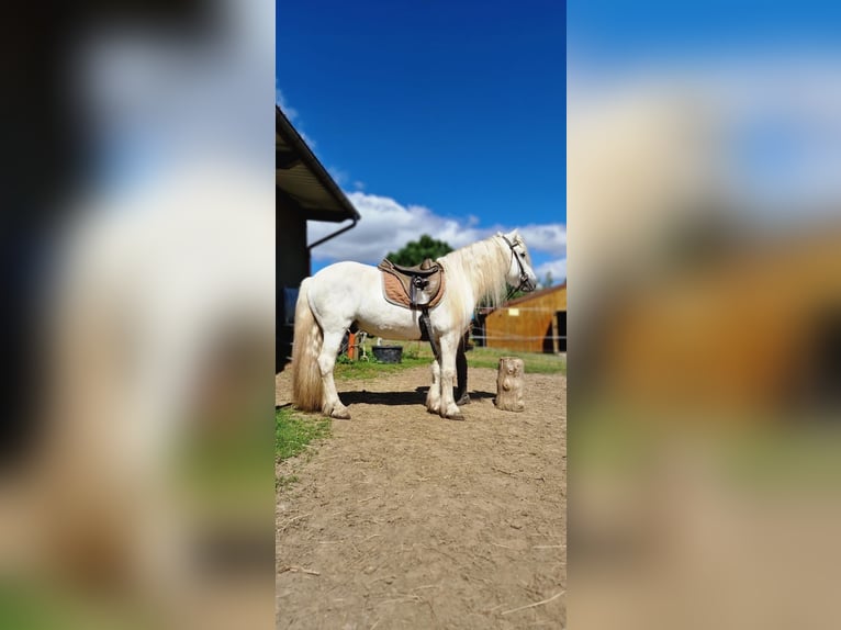 Highland pony Gelding 15 years Grey in Lautertal