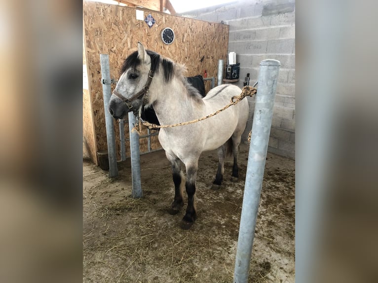 Highland pony Gelding 1 year 12,3 hh Gray in Plourin