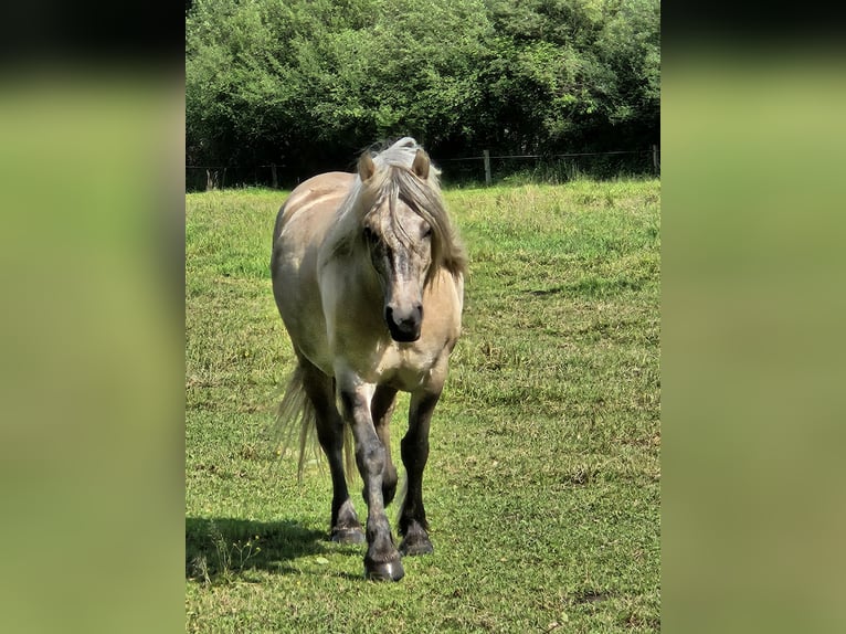Highland pony Gelding 4 years 14,2 hh Dun in Wedemark