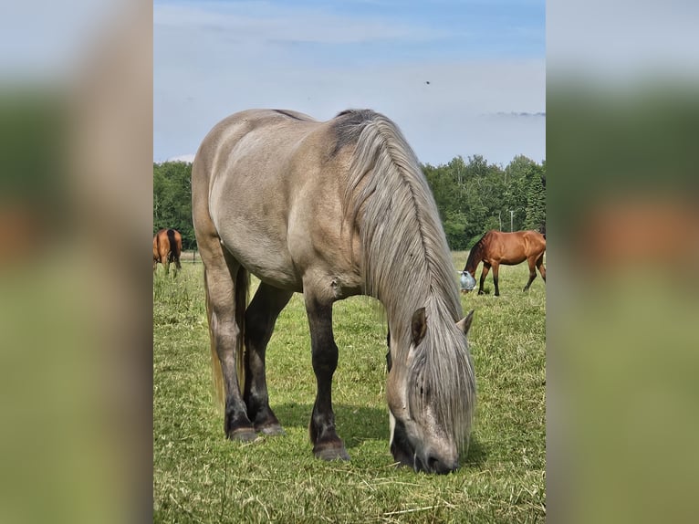 Highland pony Gelding 4 years 14,2 hh Dun in Wedemark