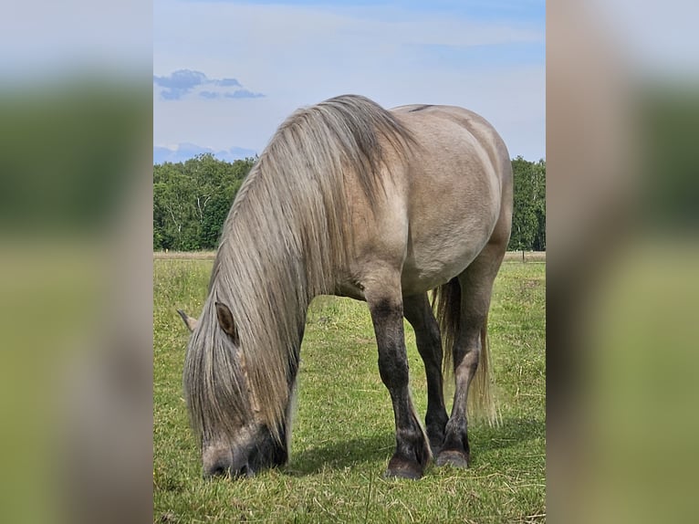 Highland pony Gelding 4 years 14,2 hh Dun in Wedemark