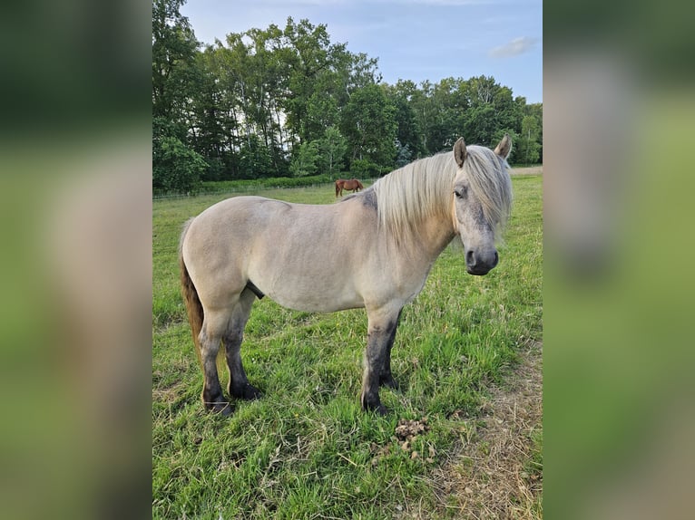 Highland pony Gelding 4 years 14,2 hh Dun in Wedemark