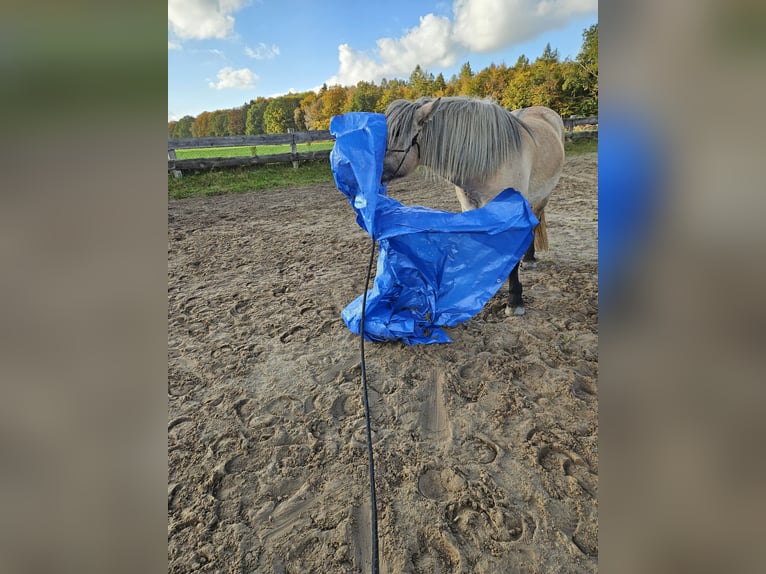 Highland pony Gelding 4 years 14,2 hh Dun in Wedemark