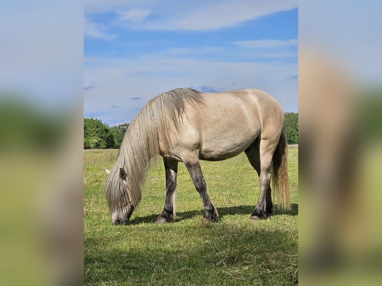Highland pony Gelding 4 years 14,2 hh Dun in Wedemark