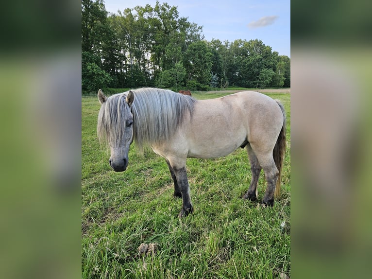 Highland pony Gelding 4 years 14,2 hh Dun in Wedemark