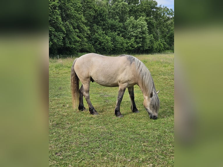 Highland pony Gelding 4 years 14,2 hh Dun in Wedemark