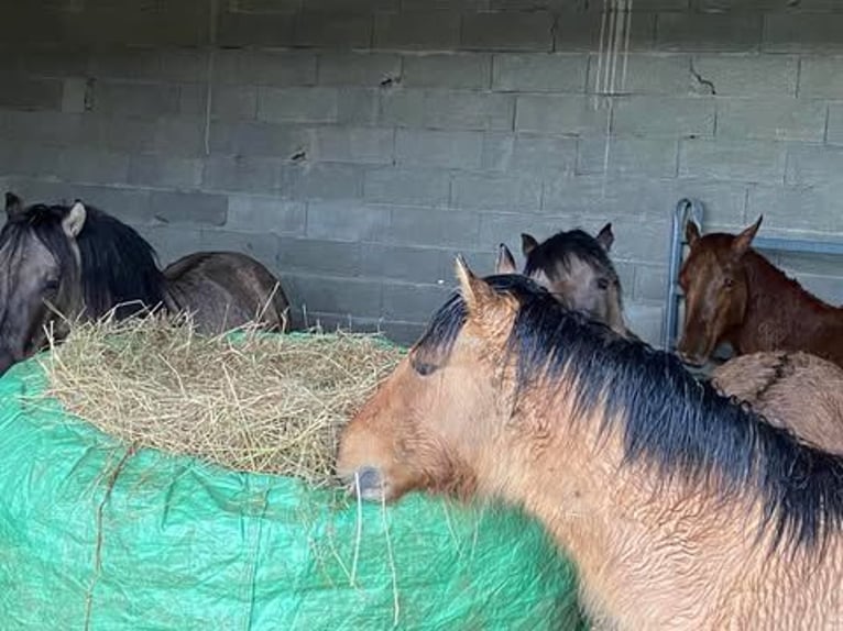 Highland Pony Hengst 1 Jaar 146 cm Falbe in Calden