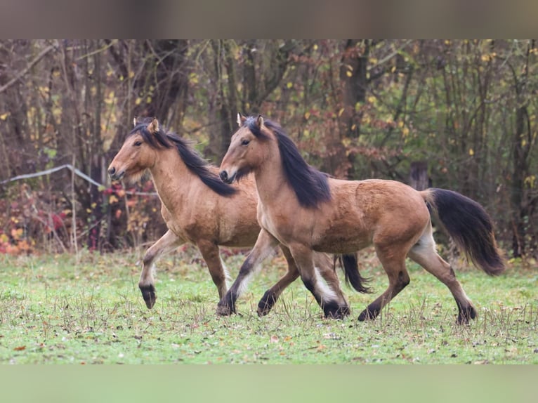 Highland Pony Hengst 1 Jaar 146 cm Falbe in Calden