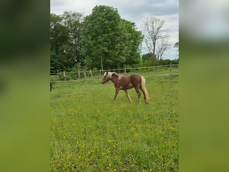 Highland Pony Hengst 1 Jaar Bruin in Troyes