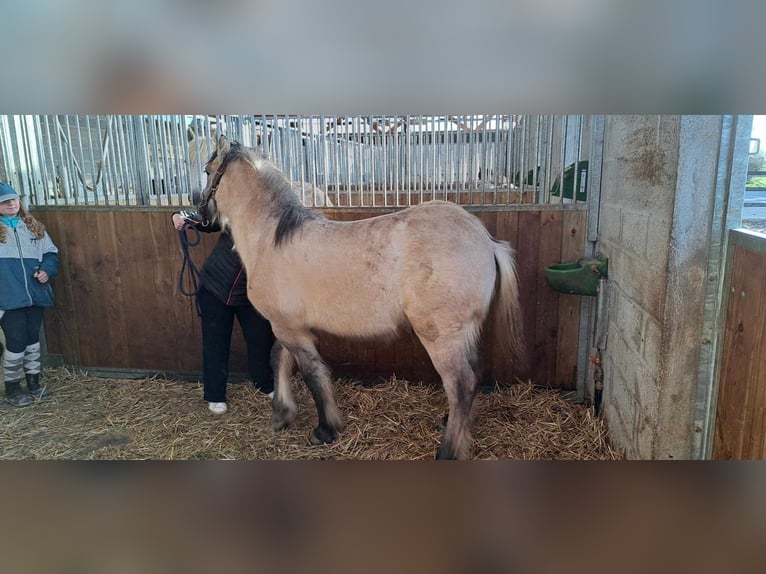 Highland Pony Hengst 1 Jaar Schimmel in Plourin