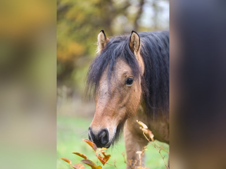 Highland Pony Hengst 1 Jahr 146 cm Falbe in Calden