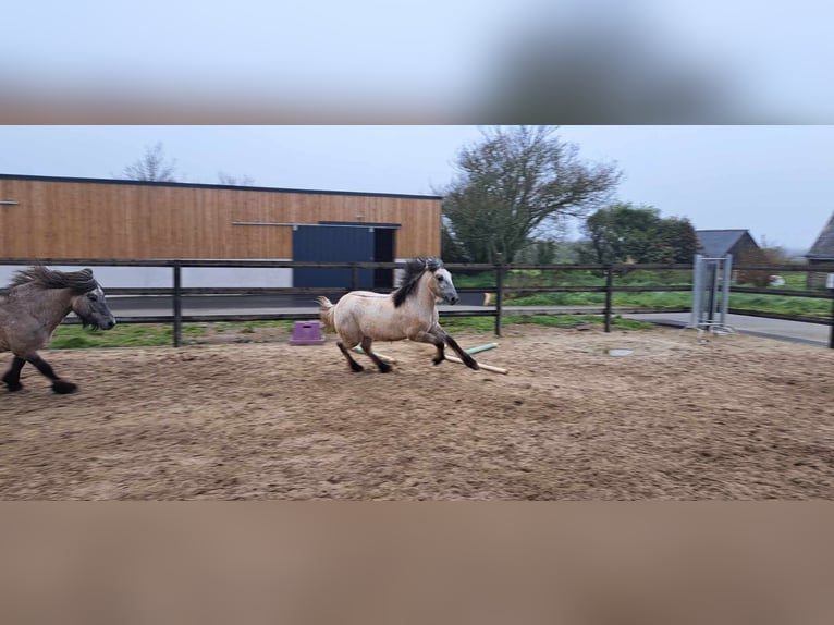 Highland Pony Hengst 1 Jahr Schimmel in Plourin