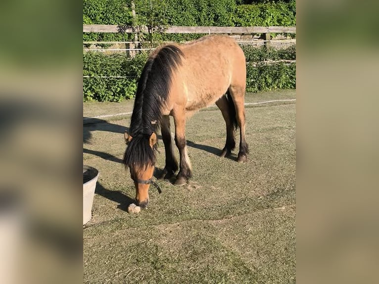 Highland Pony Hengst 2 Jaar 146 cm Falbe in Calden