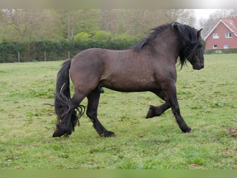 Highland Pony Hengst 9 Jaar 145 cm Falbe in Recke