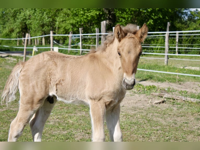 Highland Pony Hengst  Red Dun in Saint oulph