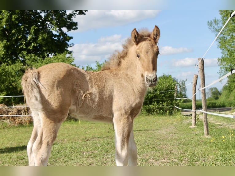 Highland Pony Hengst  Red Dun in Saint oulph