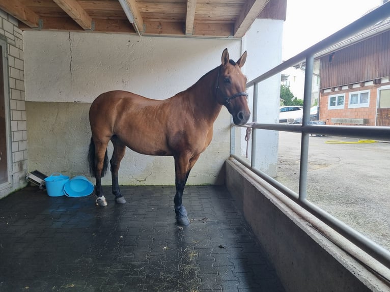 Highland pony Mix Mare 17 years 14,1 hh Brown in Spreitenbach