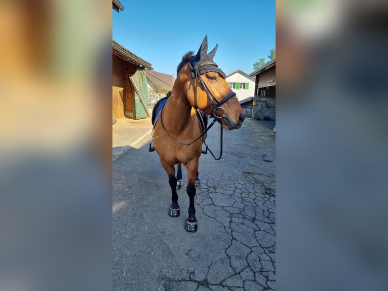 Highland pony Mix Mare 17 years 14,1 hh Brown in Spreitenbach