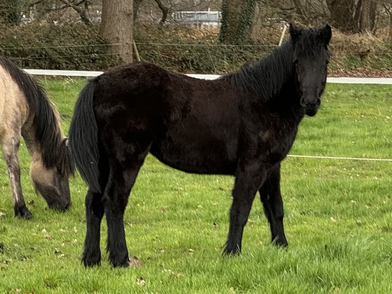 Highland pony Mare 1 year 14,1 hh Black in Recke