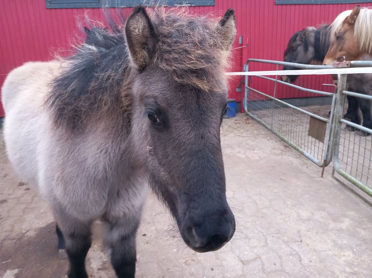 Highland pony Mare 1 year Grullo in Neumünster