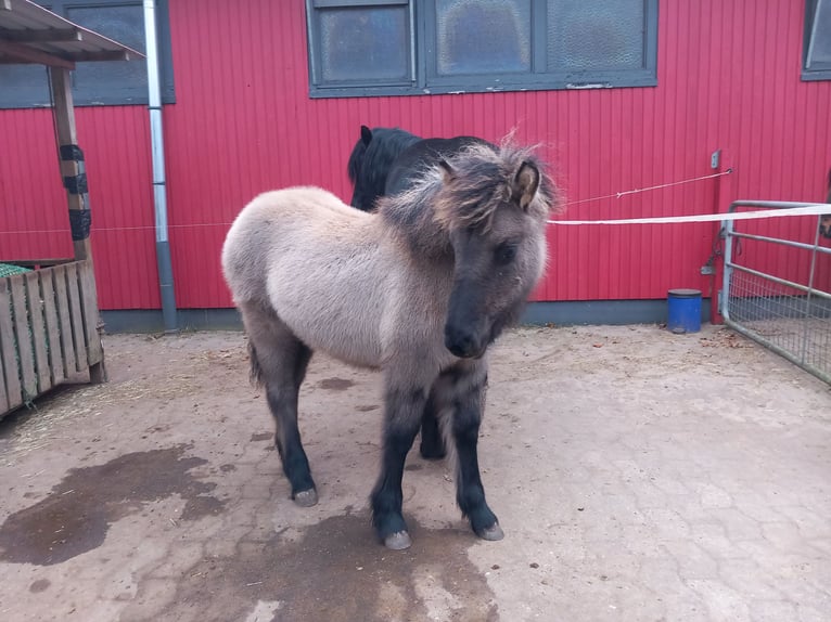 Highland pony Mare 1 year Grullo in Neumünster