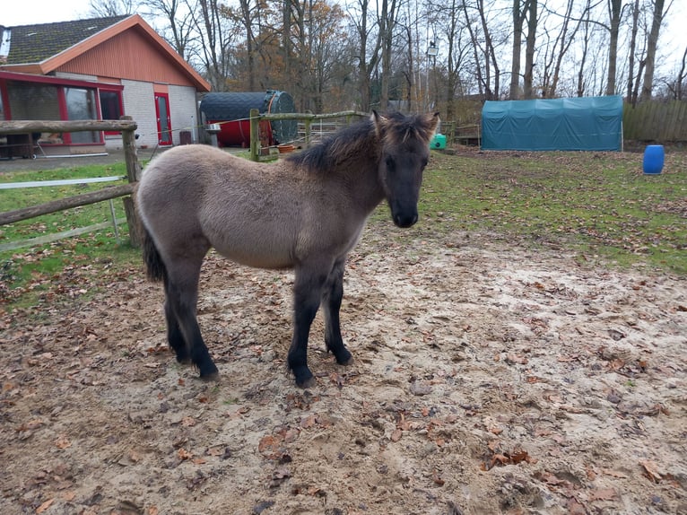 Highland pony Mare 1 year Grullo in Neumünster