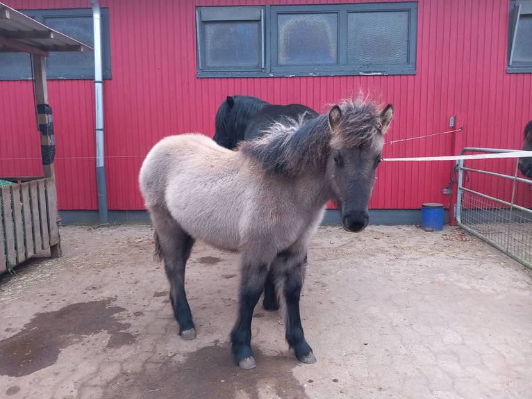 Highland pony Mare 1 year Grullo in Neumünster