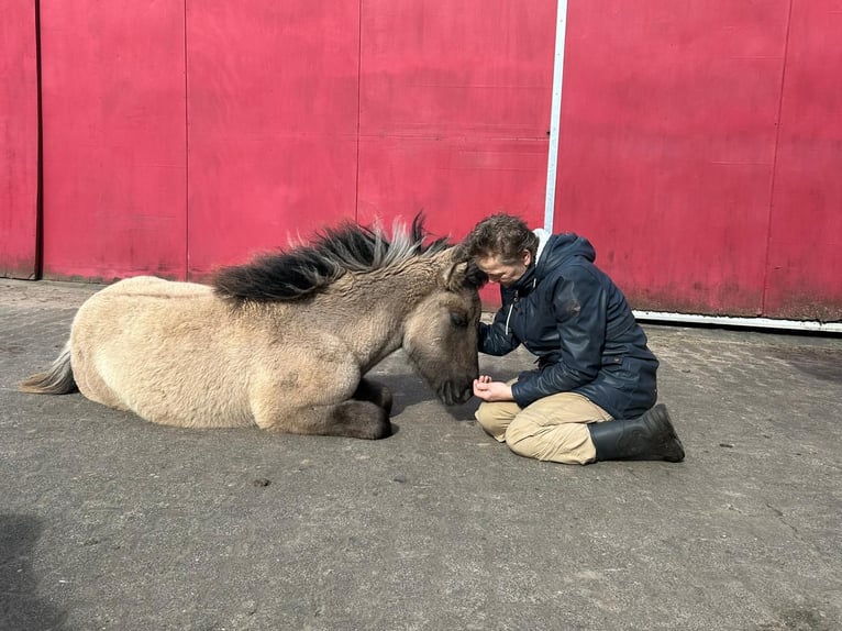 Highland pony Mare 1 year Grullo in Neumünster