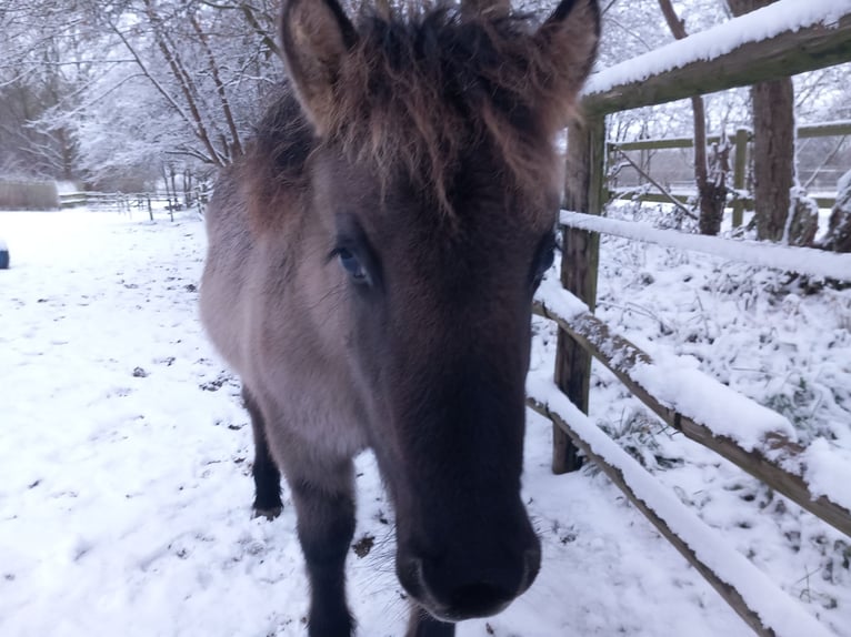 Highland pony Mare 1 year Grullo in Neumünster