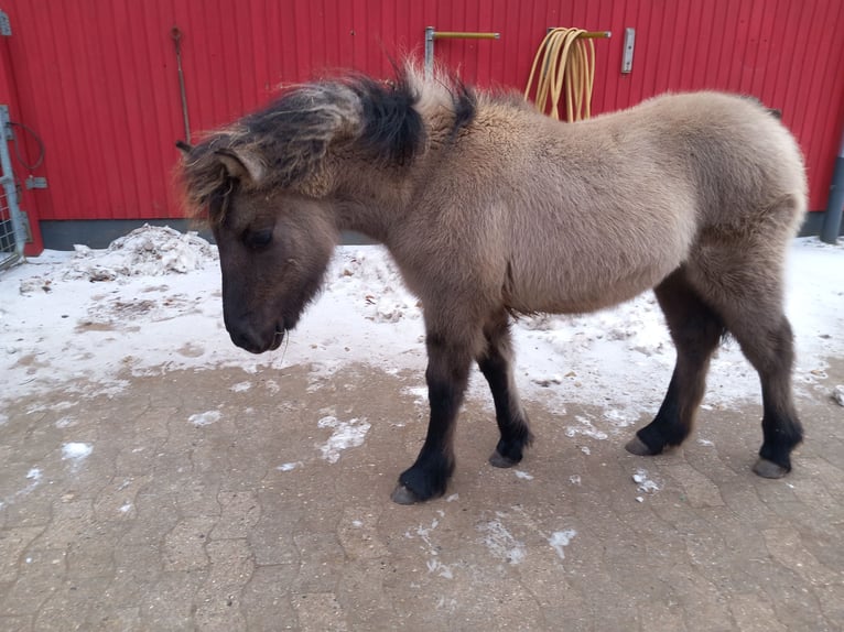 Highland pony Mare 1 year Grullo in Neumünster