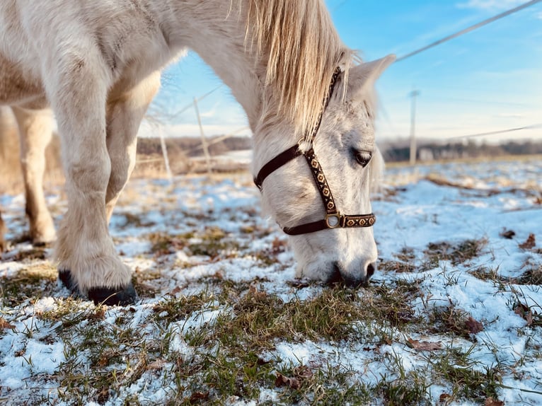 Highland pony Mare 21 years 13 hh Gray in Hetzles