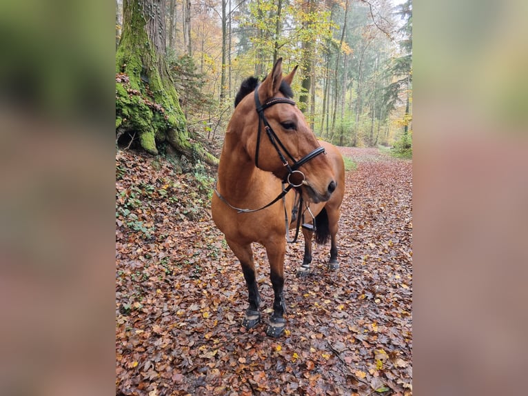 Highland Pony Mix Merrie 17 Jaar 145 cm Bruin in Spreitenbach