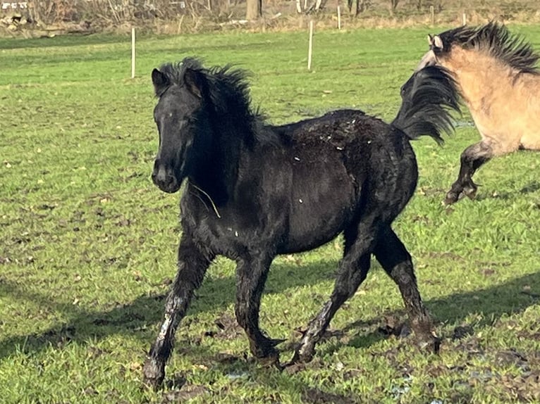 Highland Pony Merrie 1 Jaar 145 cm Zwart in Recke