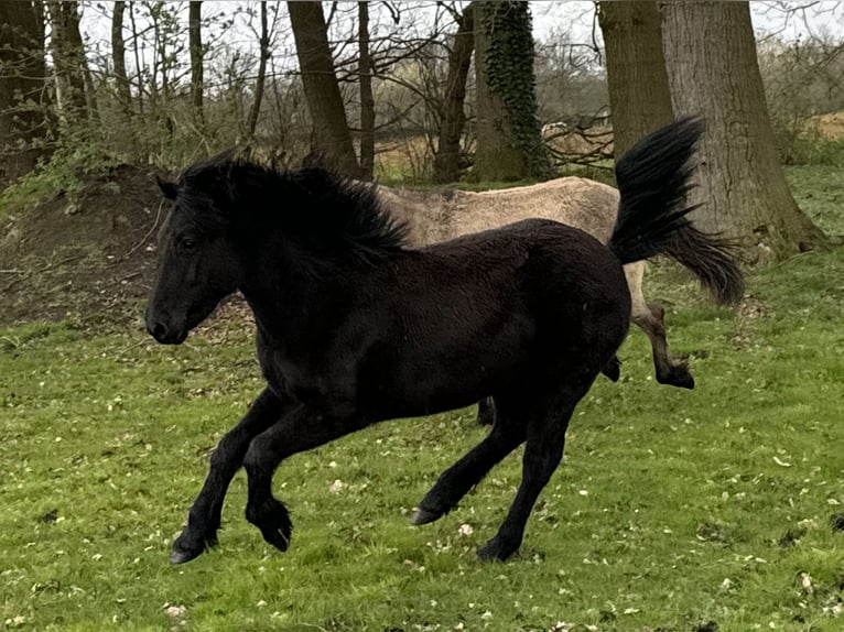 Highland Pony Merrie 1 Jaar 145 cm Zwart in Recke