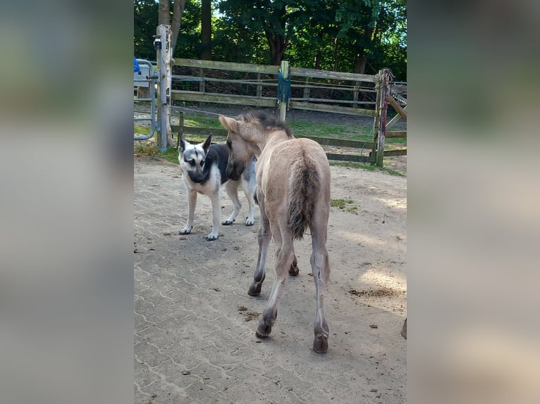 Highland Pony Merrie 1 Jaar Grullo in Neumünster