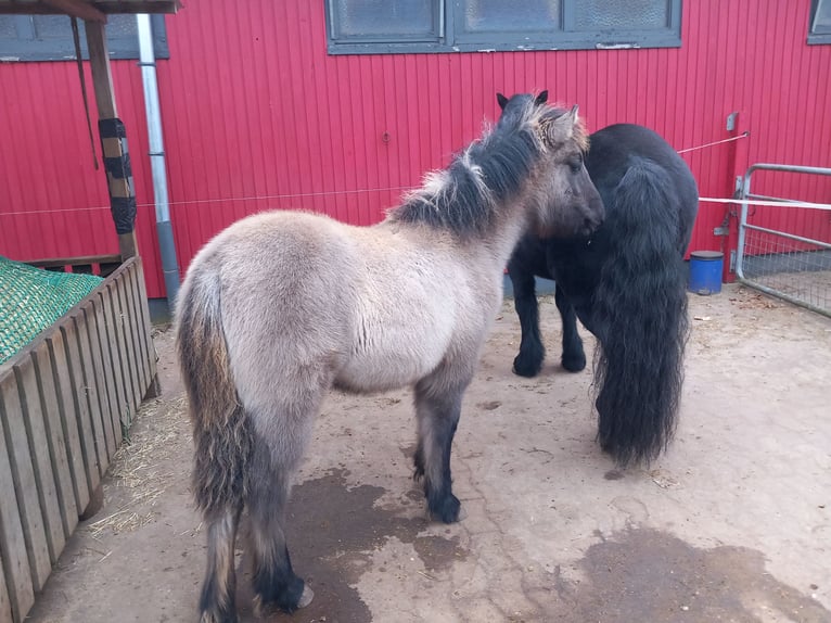 Highland Pony Merrie 1 Jaar Grullo in Neumünster
