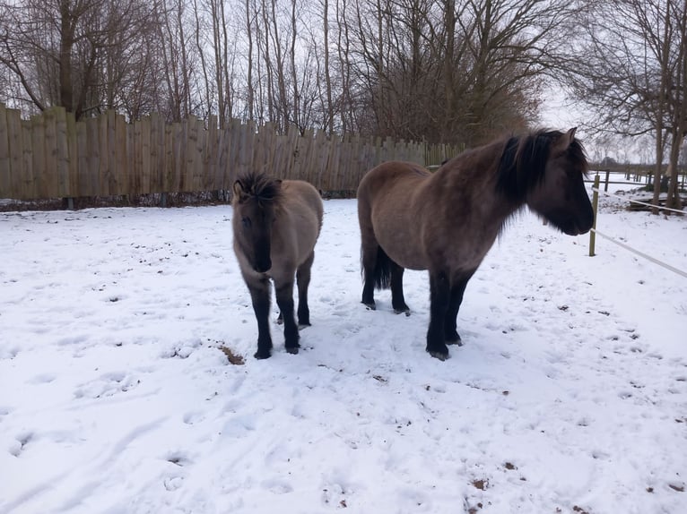 Highland Pony Merrie 1 Jaar Grullo in Neumünster